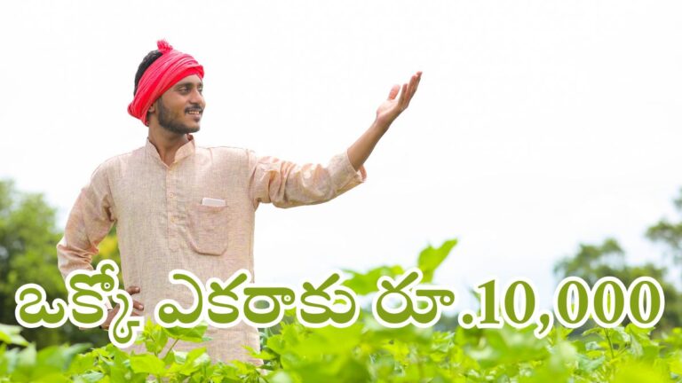 Crop Compensation For farmers 2025
